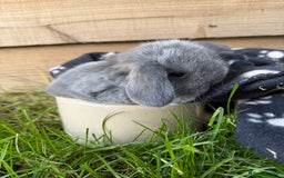 Mini Lop rabbits for sale: 🖤🩶 GORGEOUS LITTER OF PUREBRED MINI LOPS 🖤🩶 - Image 2