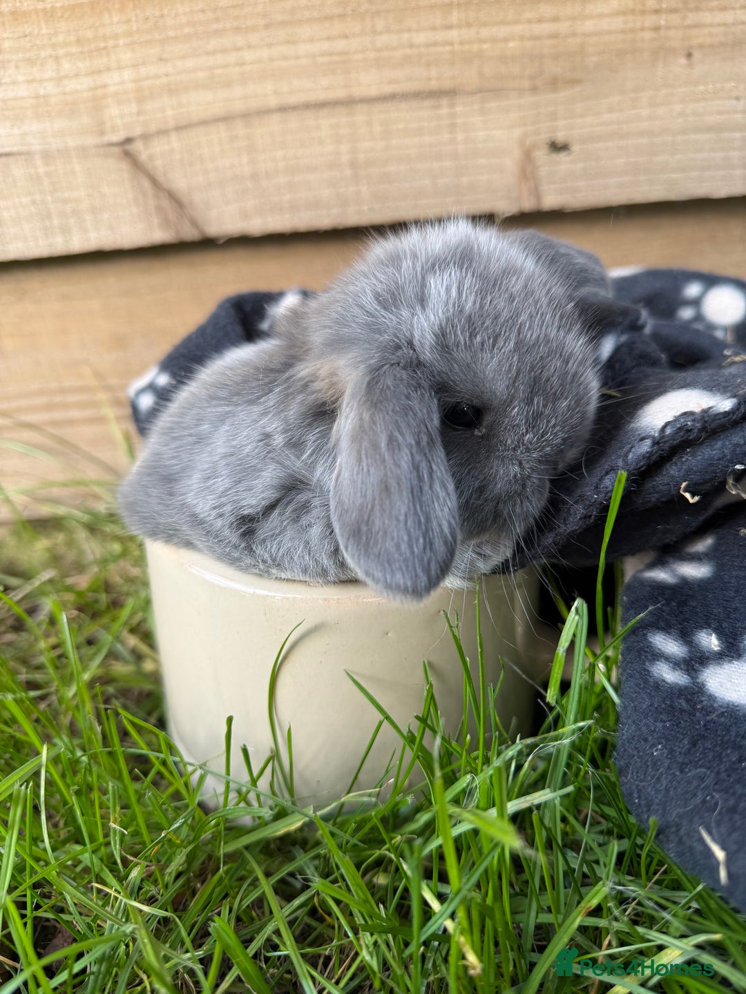 Mini Lop rabbits for sale: 🖤🩶 GORGEOUS LITTER OF PUREBRED MINI LOPS 🖤🩶 - Image 2