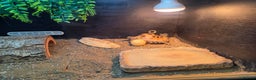 Tortoise reptiles for sale: Russian tortoise / horsfield - Advert 1