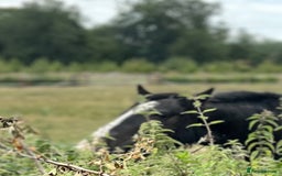 Irish Cob horses for sale: Beautiful traditional 9year old cob mare - Image 3