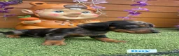Dachshund dogs for sale: Dachshund Puppies for sale  in Wickford - Advert 3