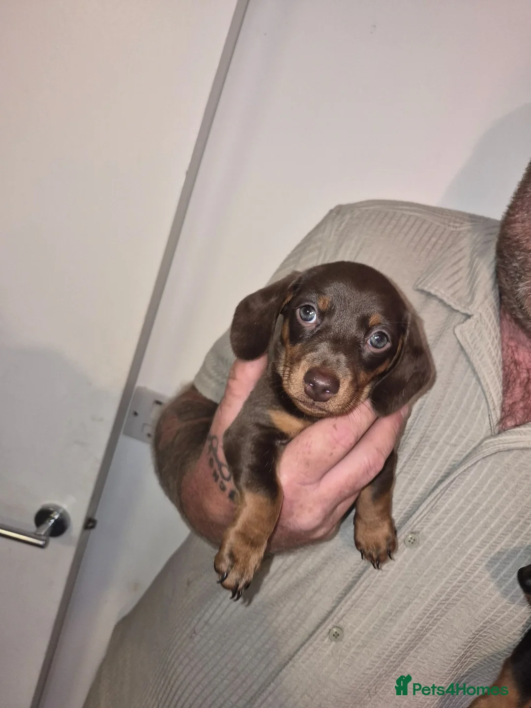 Miniature Dachshund dogs for sale: Adorable miniature dashounds. in Maldon - Advert 10