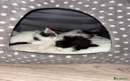 Mixed Breed cats for sale: Only 3 males left mum is Siamese  - Image 1