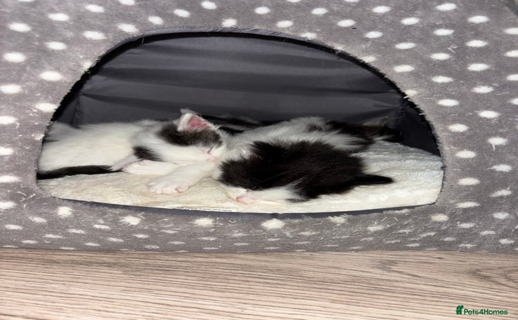 Mixed Breed cats - Advert 1