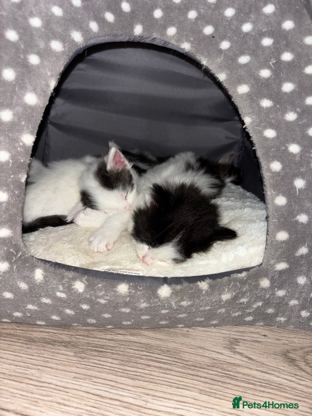 Mixed Breed cats for sale: Only 3 males left mum is Siamese  - Image 1