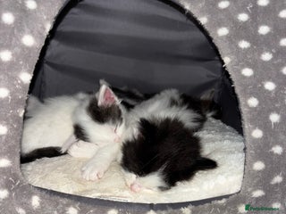 Mixed Breed cats - Advert 13