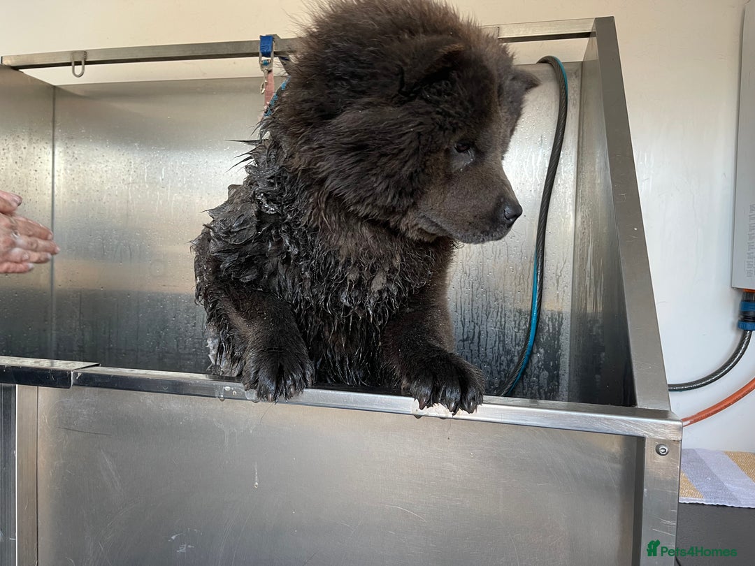 Chow Chow dogs for sale: Blue Chow Chow Female - Image 16