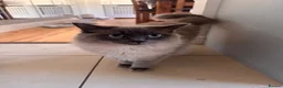 Ragdoll cats for sale:  Bonded Pair of Pedigree Ragdoll Boys – 1 Year Old in Waltham Cross - Advert 6