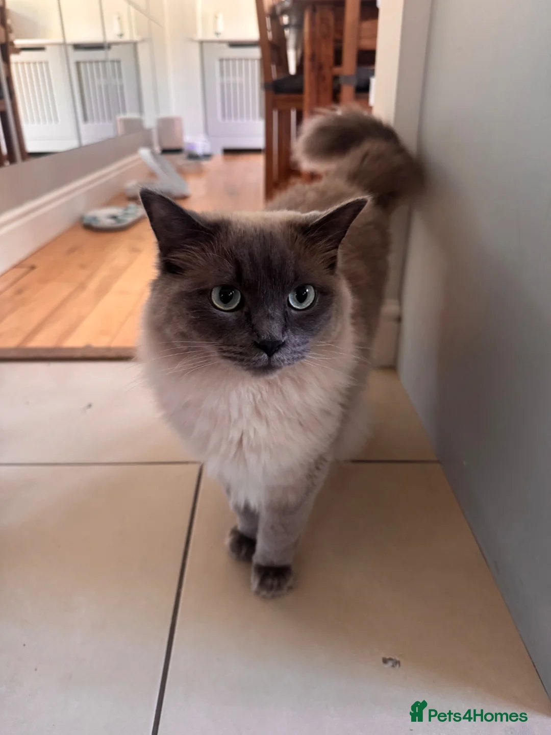 Ragdoll cats for sale:  Bonded Pair of Pedigree Ragdoll Boys – 1 Year Old in Waltham Cross - Advert 6