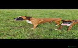 Boxer dogs for stud: Proved heath tested boxer for Stud - Image 4