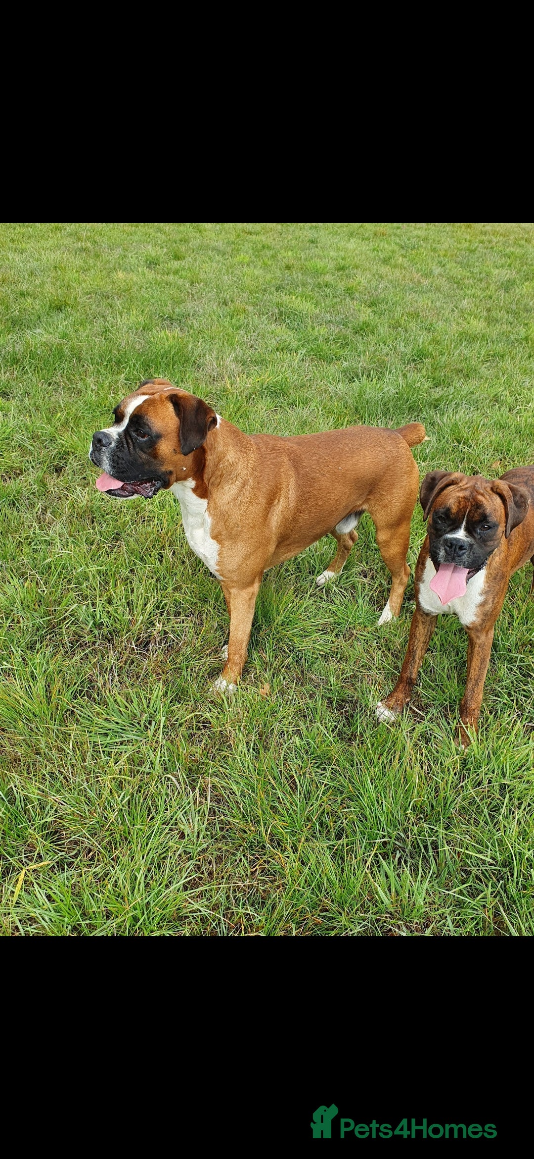 Boxer dogs for stud: Proved heath tested boxer for Stud - Image 4