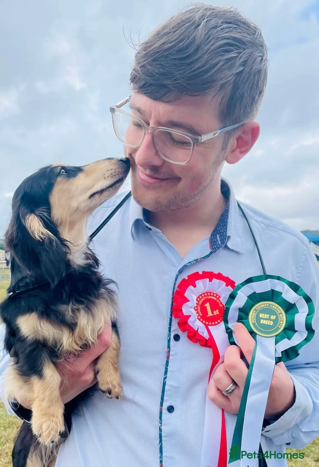 Miniature Dachshund dogs for stud: KC Registered - Health Tested - Proven Stud Dog 🏅 - Advert 14