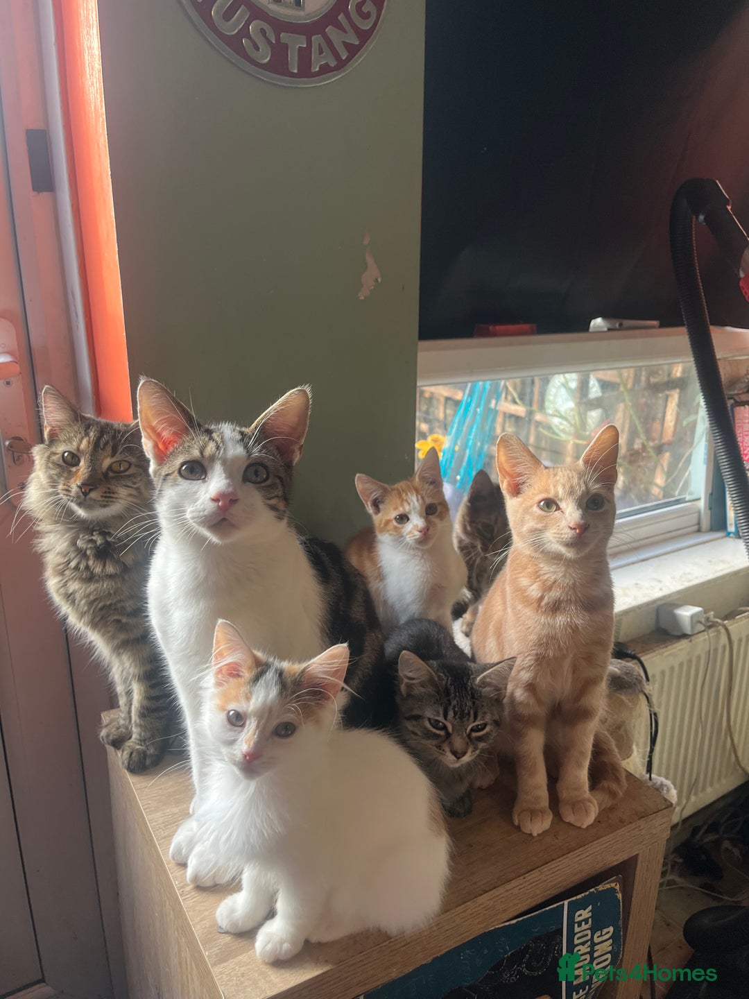 Mixed Breed cats for sale: Beautiful mixed kittens  - Image 34