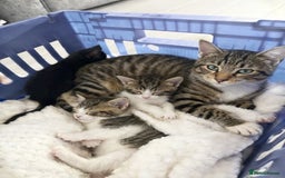 Mixed Breed cats for sale: Beautiful Female Kittens - Ready Now! 🐾💝 - Image 2
