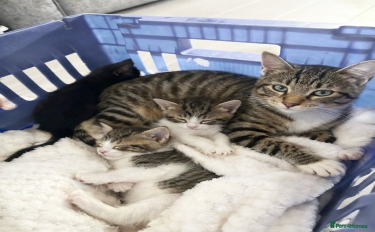 Mixed Breed cats - Advert 1