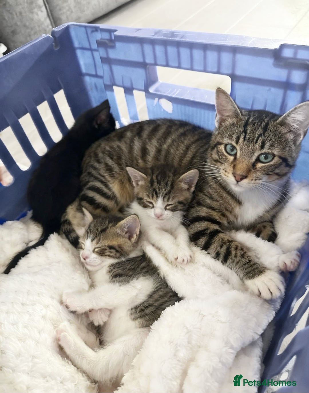 Mixed Breed cats for sale: Beautiful Female Kittens - Ready Now! 🐾💝 - Image 2