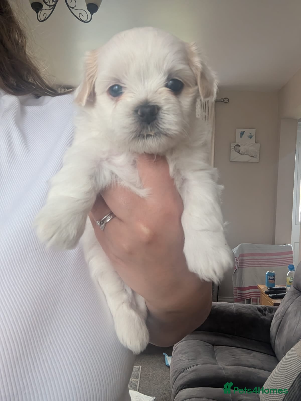 Malshi Puppy 2