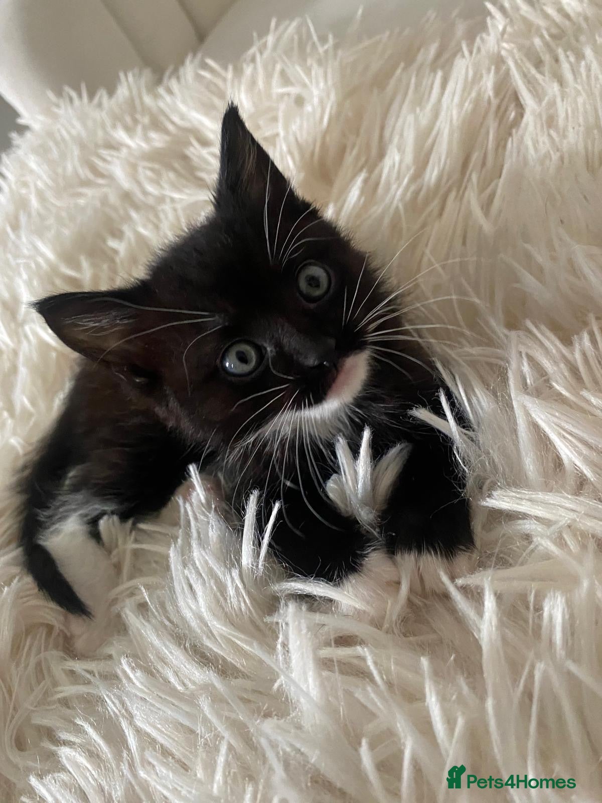 Mixed Breed cats 8 WEEK OLD - Male & Female - Advert 5