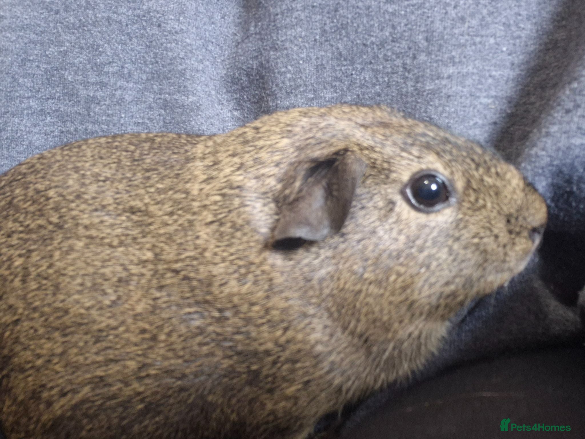 Guinea Pig rodents Multiple pups for sale x - Advert 12