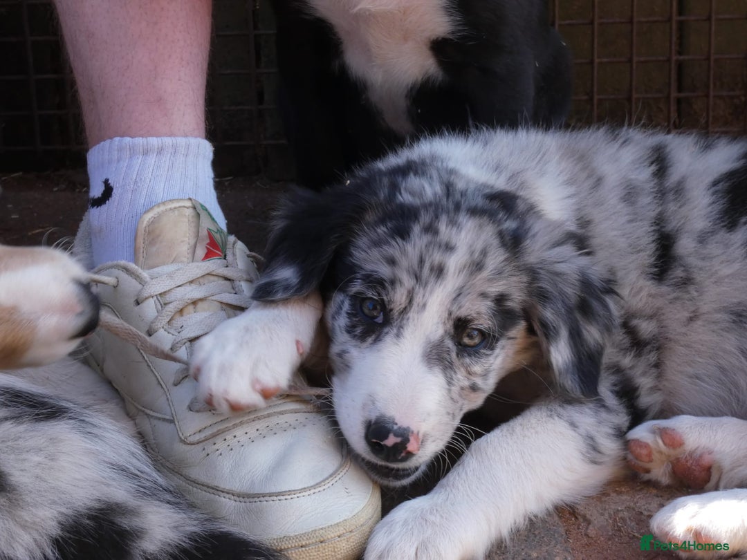 Border Collie dogs for sale: Red, and blue merle, tri, b/w collies farm reared - Image 9