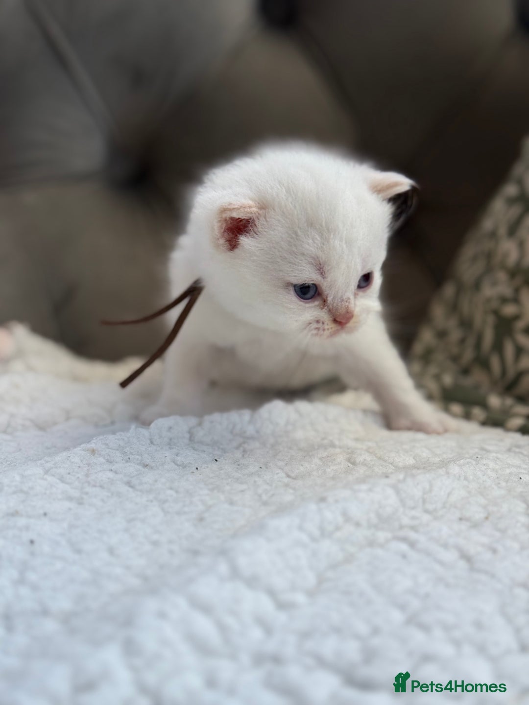British Shorthair cats for sale: 5 lilac colour point kittens  - Advert 18