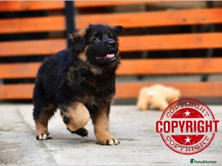 German Shepherd dogs BRUSAVENBERG LITTER DUE 3rd WEEK of JANUARY 2026 - Advert 5