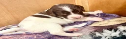 English Springer Spaniel dogs for sale: Pedigree springer spaniel Puppies - Advert 18