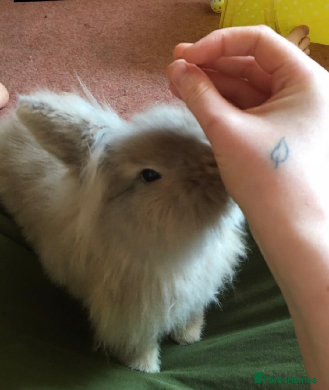 Mini Lion Lop rabbits for sale: Beautiful rabbit to good home - Image 2