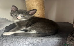 Mixed Breed cats for sale: 2 Gorgeous Bengal cross British Shorthair  - Image 11