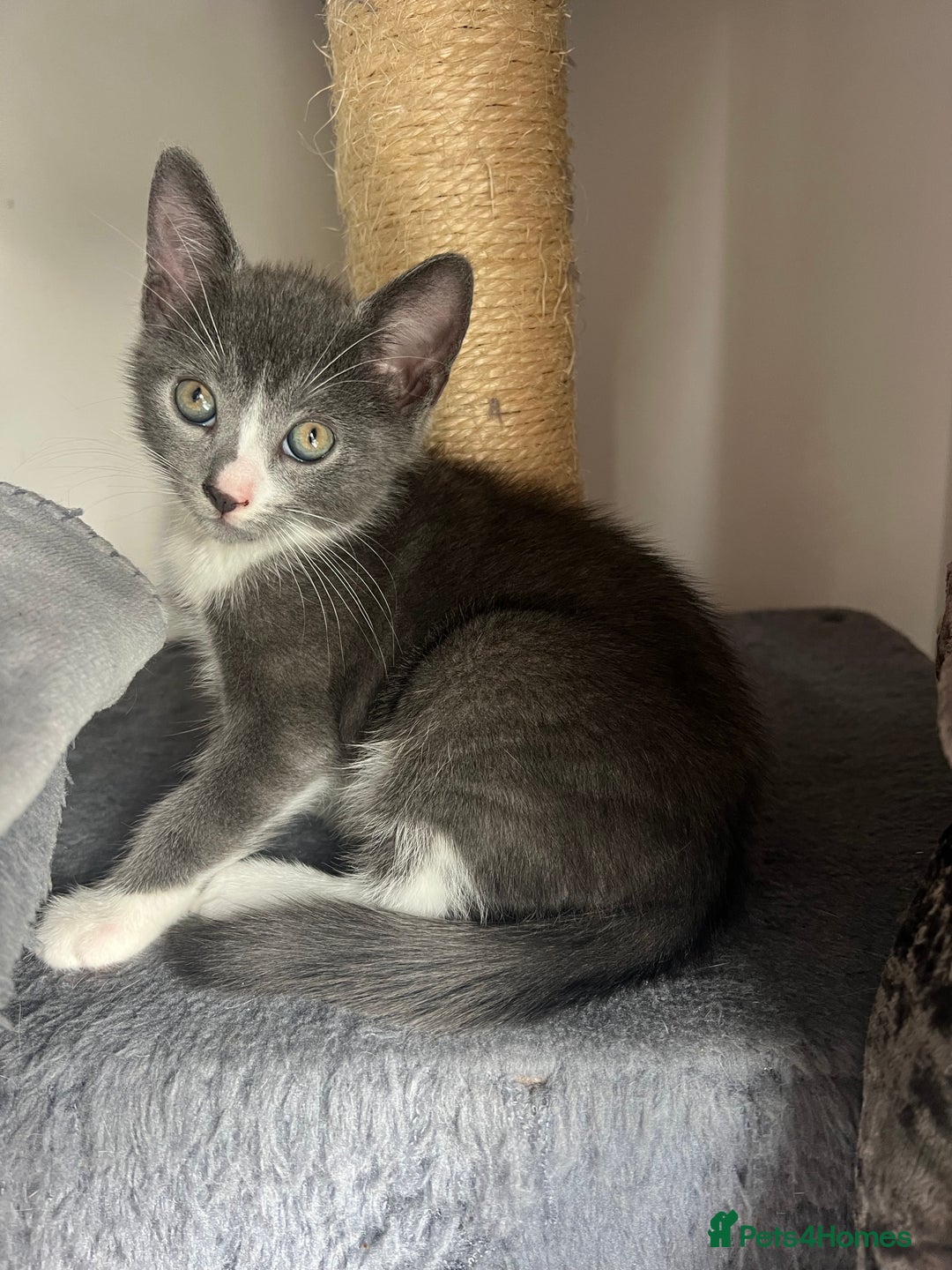 Mixed Breed cats for sale: 2 Gorgeous Bengal cross British Shorthair  - Image 11