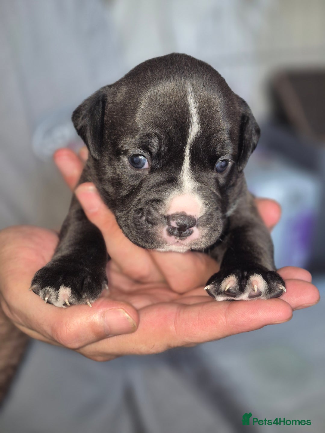 Olde English Bulldogge dogs for sale: STUNNING LITTER OF OLD ENGLISH BULLDOGS 😍  - Image 15