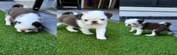 Pug dogs for sale: Beautiful Exotic Pug Puppies - Advert 6