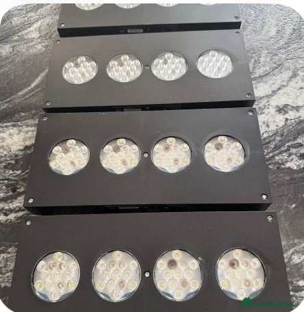 Shrimps fish Marine fish - Advert 2