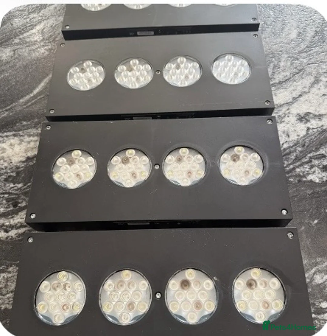 Shrimps fish for sale: Marine fish - Advert 2