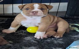 Olde English Bulldogge dogs for sale: READY NEXT WEEK! - OEB Puppies NEBBR ✅ 3rd Gen - Image 18