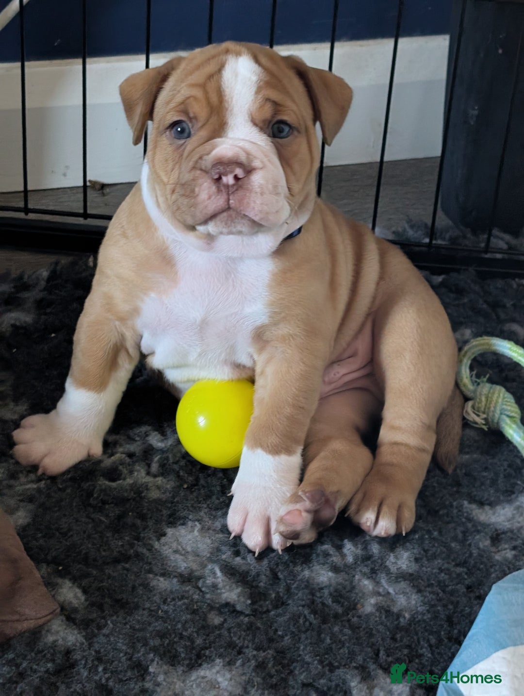 Olde English Bulldogge dogs for sale: READY NEXT WEEK! - OEB Puppies NEBBR ✅ 3rd Gen - Image 18