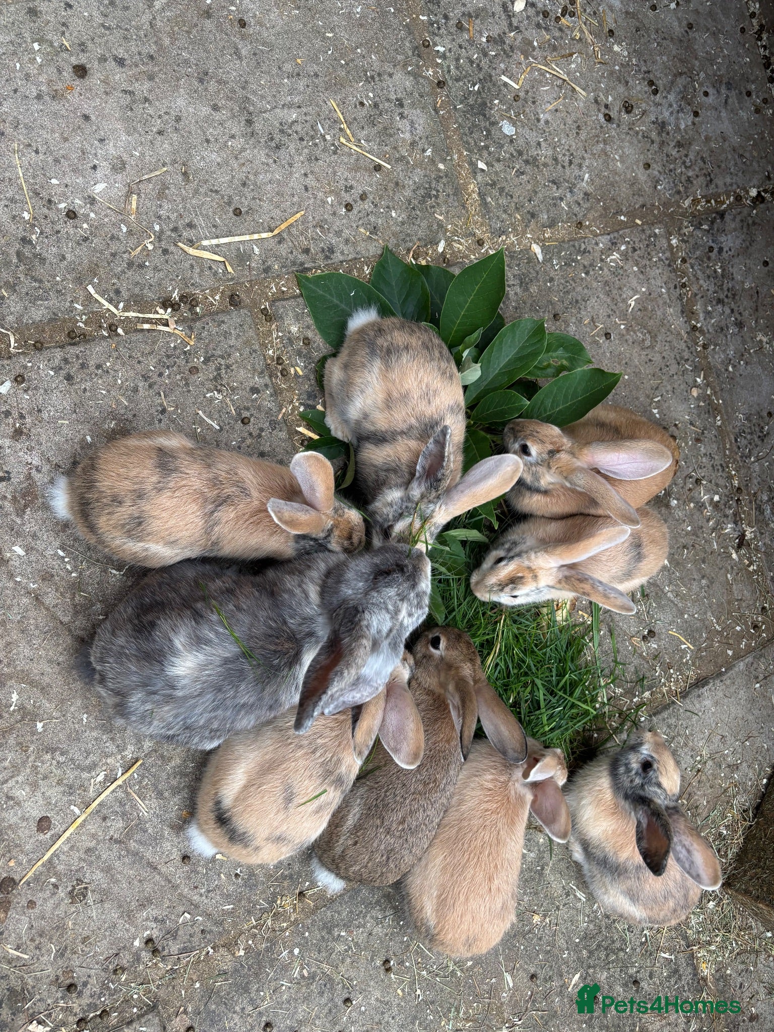 Mixed Breed rabbits Himalayan x lop bunnies ready to go  - Advert 1