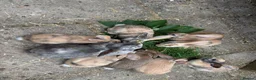Mixed Breed rabbits for sale: Himalayan x lop bunnies ready to go  - Advert 1