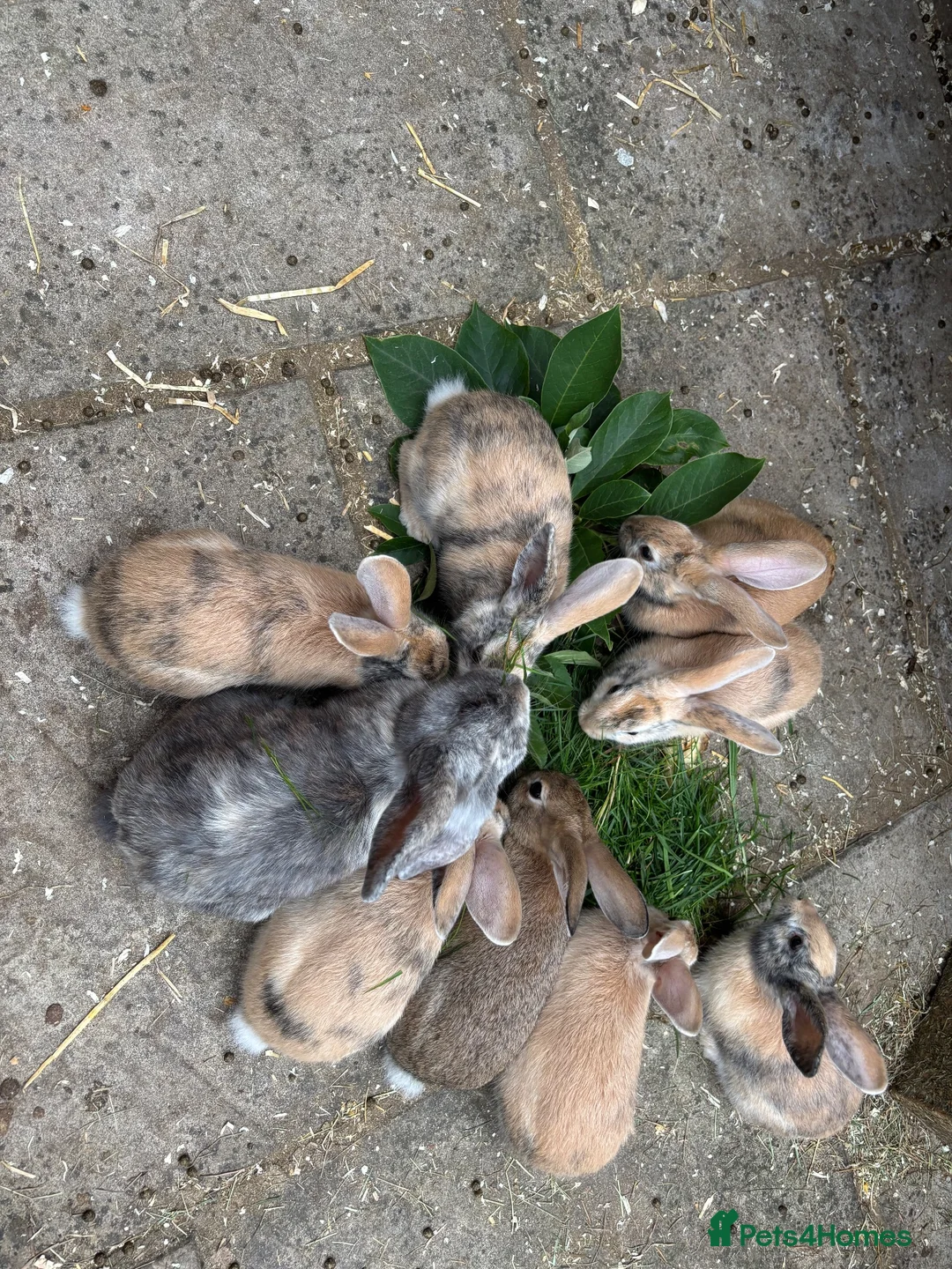 Mixed Breed rabbits for sale: Himalayan x lop bunnies ready to go  - Advert 1