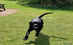 Labrador Retriever dogs for stud: Riley in Leicester - Image 2