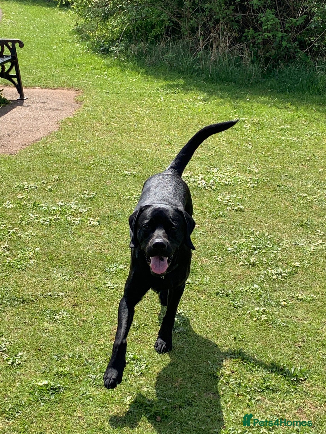 Labrador Retriever dogs for stud: Riley in Leicester - Image 2