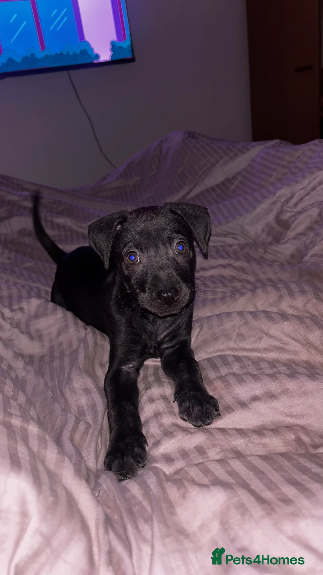 Mixed Breed dogs for sale: Sharpei/ cane corso staff puppy - Advert 4