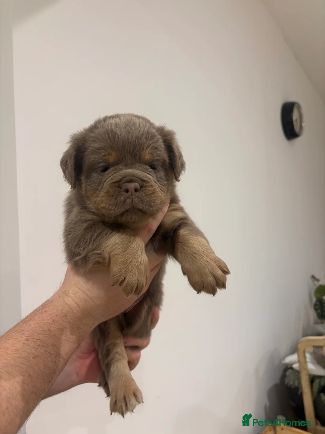 Olde English Bulldogge dogs for sale: Olde english ‘mammut’ bulldog  - Advert 11