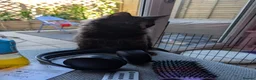 Mixed Breed cats for sale: Kittens for sale  - Advert 4
