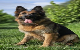 German Shepherd dogs for sale: Retired home needed for a GSD health tested female - Image 2