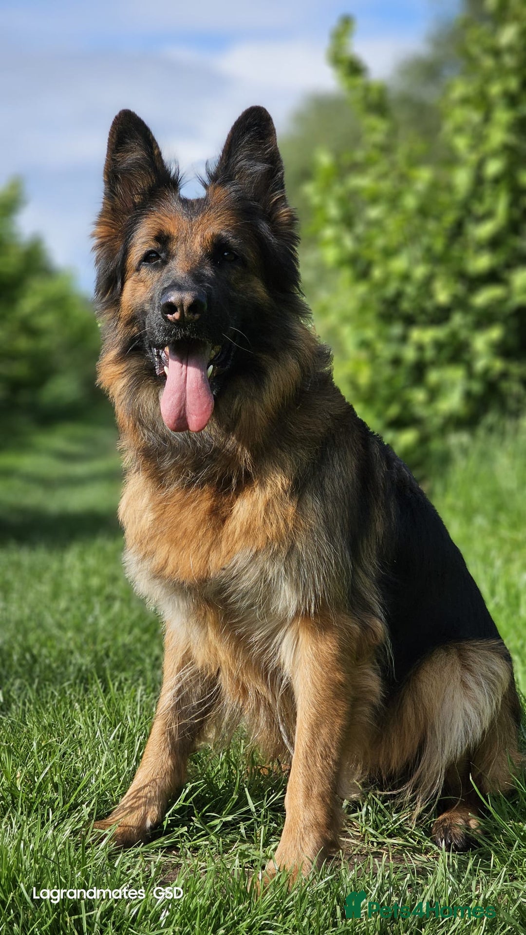 German Shepherd dogs for sale: Retired home needed for a GSD health tested female - Image 2