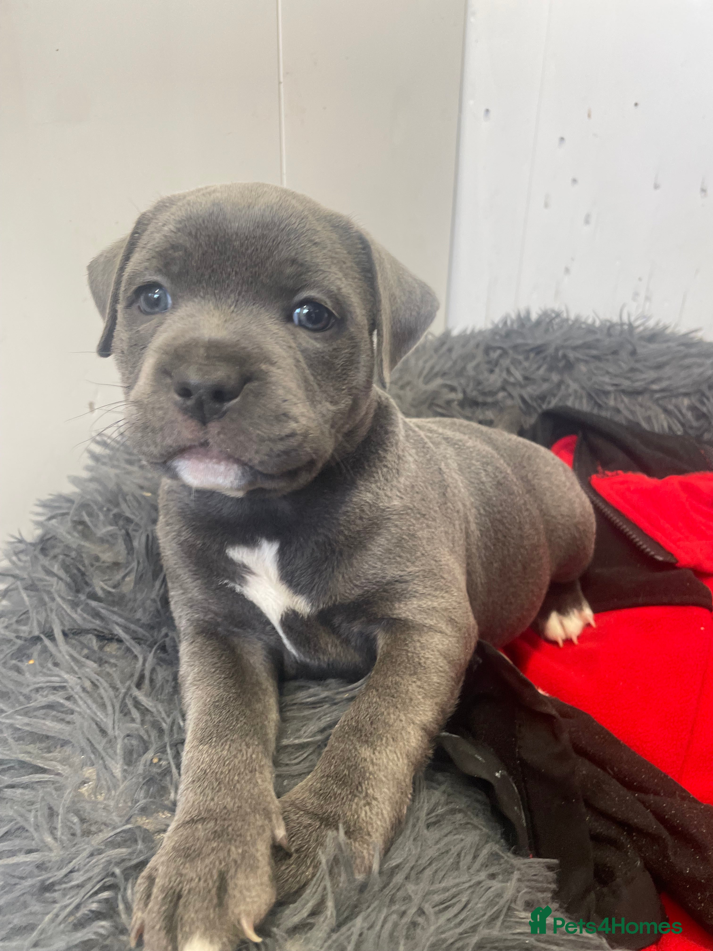 Staffordshire Bull Terrier dogs Blue Staff pup last girl available K.C Registered - Advert 2