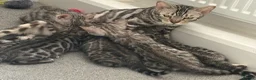 Bengal cats for sale: 5 Little Bengals 🐈‍⬛🐈‍⬛🐈‍⬛🐈‍⬛🐈‍⬛ - Advert 18
