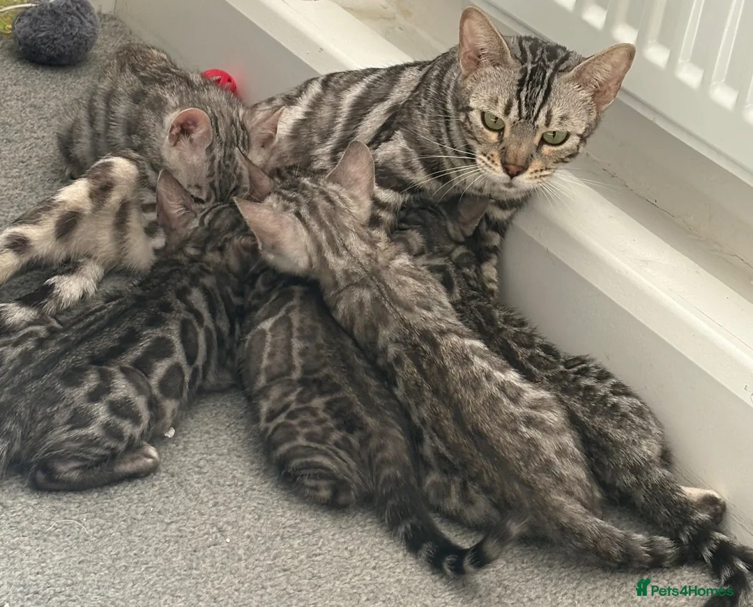 Bengal cats for sale: 5 Little Bengals 🐈‍⬛🐈‍⬛🐈‍⬛🐈‍⬛🐈‍⬛ - Advert 18