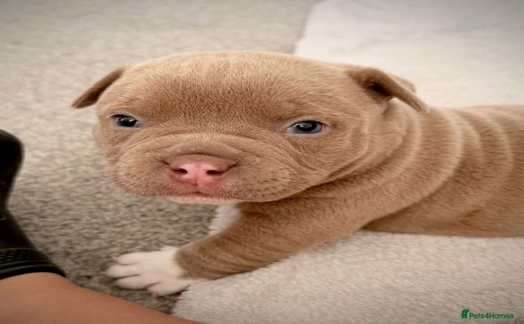 American Bully dogs - Advert 2